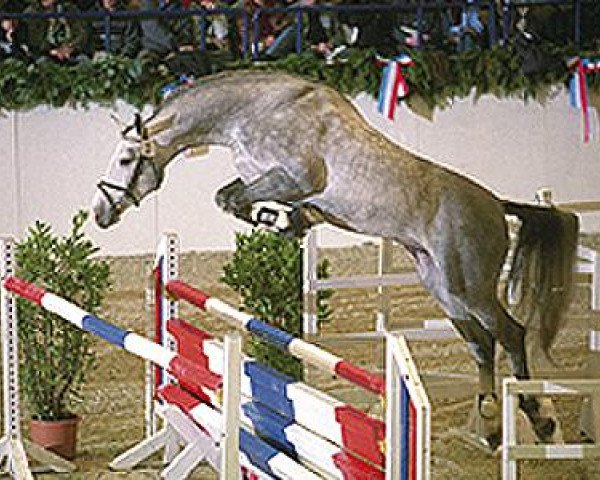 stallion Askano (Holsteiner, 2000, from Alcatraz)