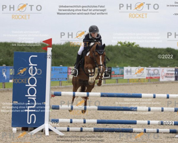 jumper Baltic Lord (German Riding Pony, 2008, from Baltic Dream)