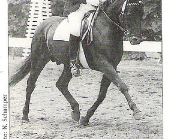 Deckhengst Nadir (Deutsches Reitpony, 1967, von Nazim x)