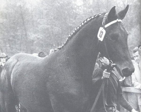 stallion Waldmeister (Hanoverian, 1970, from Waidmannsdank xx)