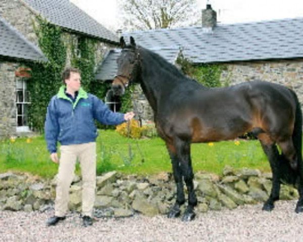 stallion Limmerick (Holsteiner, 1990, from Lancer II) stallion Limmerick (Holsteiner, 1990, from Lancer II)