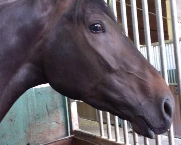 horse Dubai (Hanoverian, 2009, from Don Frederico) horse Dubai (Hanoverian, 2009, from Don Frederico)