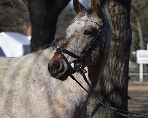 jumper Heartbeat at Little Uncle (Knabstrupper, 2014, from Heinrich Heine)