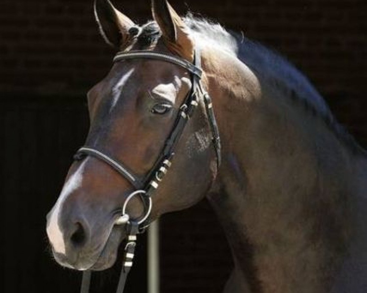 stallion Clay (Oldenburg, 1995, from Contender)