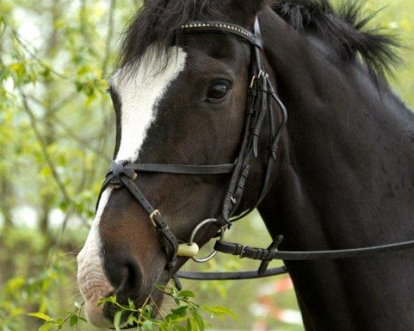 broodmare Shakira B (Holsteiner, 2002, from Barinello)