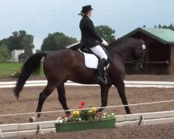 Dressage horse Romanzero 2 (Westphalian, 1995, from Rosenkavalier)