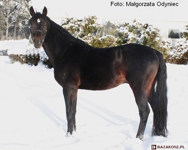stallion Regon (Polish Warmblood, 1998, from West)