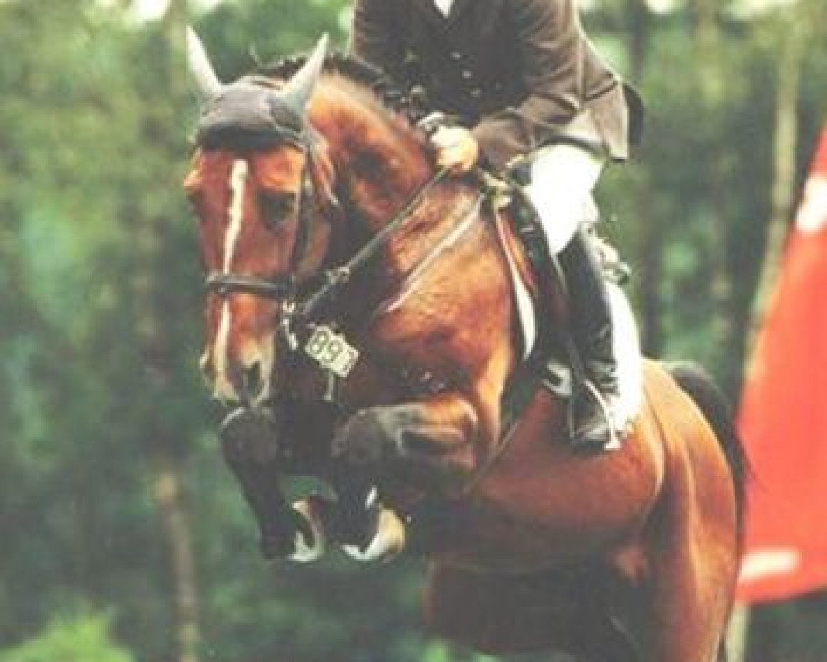 stallion Waldes (Zweibrücken, 1996, from Waldus)