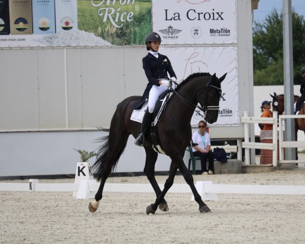 horse Kenzo (Danish Warmblood, 2015, from Freestyle)