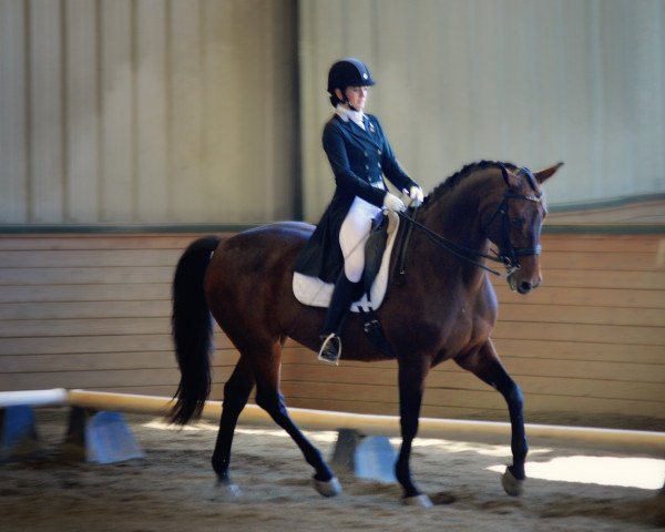 horse Rico 206 (Holsteiner, 1996, from Raimondo) horse Rico 206 (Holsteiner, 1996, from Raimondo)