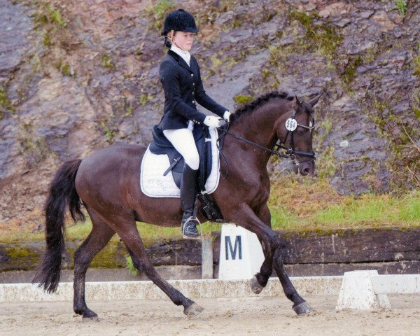 Dressurpferd Henry (Deutsches Reitpony, 1993, von Henry) Dressurpferd Henry (Deutsches Reitpony, 1993, von Henry)