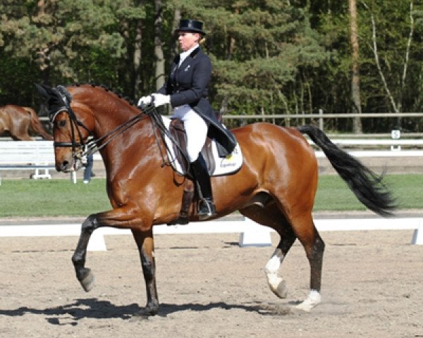 Dressurpferd Triviant 2 (KWPN (Niederländisches Warmblut), 2000, von Olivi) Dressurpferd Triviant 2 (KWPN (Niederländisches Warmblut), 2000, von Olivi)