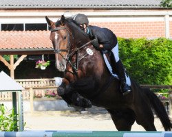 jumper Rocaletto S (Westphalian, 2001, from Rockwell)