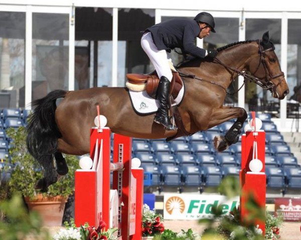 jumper Evli Luikka (anglo european sporthorse, 2002, from Luidam)