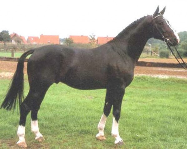stallion Power (Westphalian, 1985, from Pilot)
