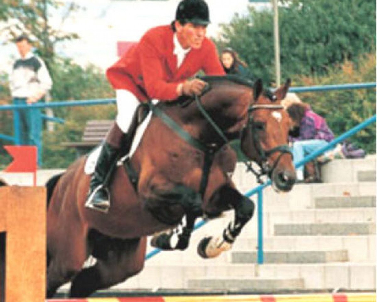 Deckhengst Cambridge (Holsteiner, 1988, von Caletto I)