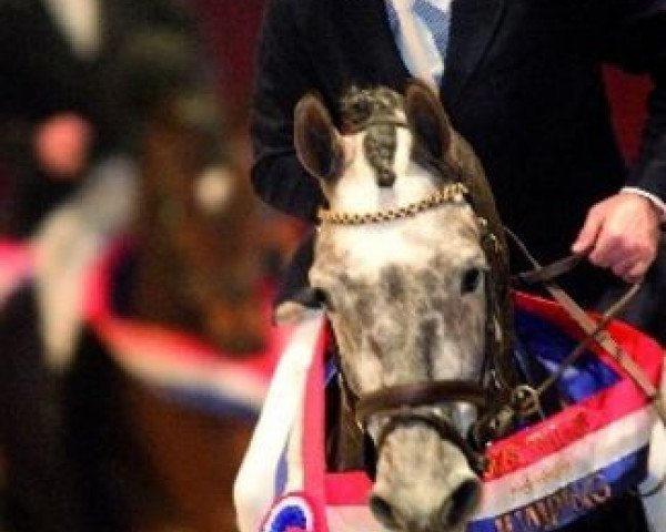 stallion Sydney (KWPN (Royal Dutch Sporthorse), 1999, from Goodtimes)