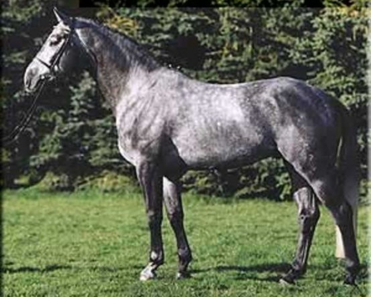 Stallion Etrusco (Hanoverian, 1998, from Escudo I)