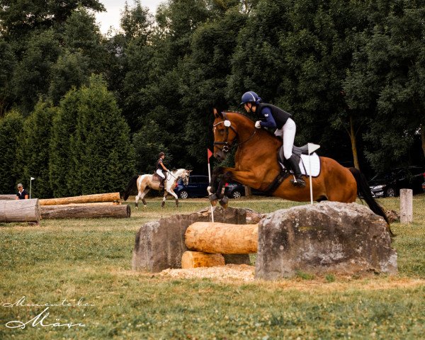 Springpferd Valentin (Deutsches Sportpferd, 2016, von Now Or Never M)