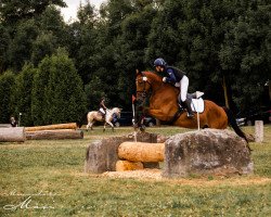 Springpferd Valentin (Deutsches Sportpferd, 2016, von Now Or Never M)