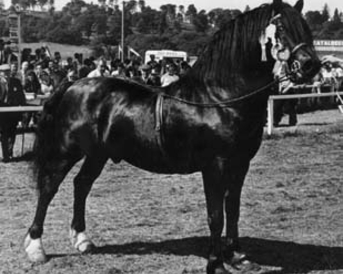 Deckhengst Nebo Black Magic (Welsh-Cob (Sek. D), 1962, von Pentre Eiddwen Comet)