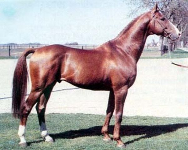 stallion Eminent (Swedish Warmblood, 1974, from Emir) stallion Eminent (Swedish Warmblood, 1974, from Emir)