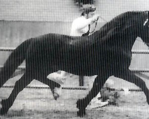 stallion Bucklesham Brenin Bach (Welsh-Cob (Sek. D), 1975, from Derwen Black Magic)