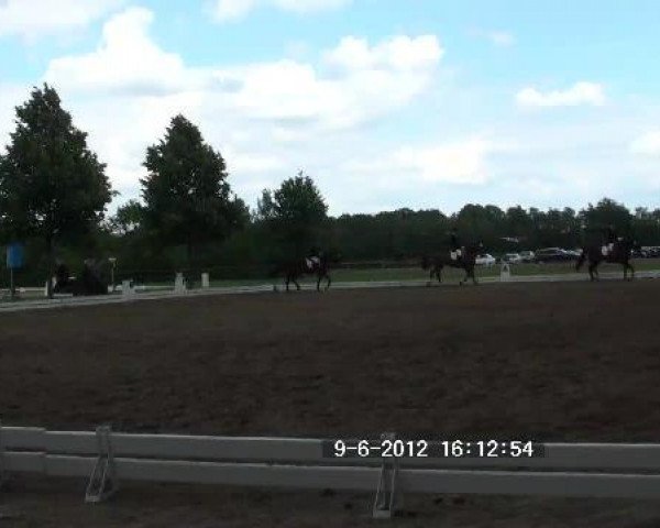 jumper Flash Dance 54 (Westphalian, 2002, from Florestan I) jumper Flash Dance 54 (Westphalian, 2002, from Florestan I)