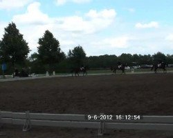 jumper Flash Dance 54 (Westphalian, 2002, from Florestan I)