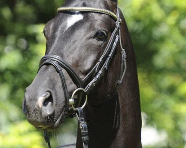 Deckhengst Donaustolz (Trakehner, 2006, von Distelzar) Deckhengst Donaustolz (Trakehner, 2006, von Distelzar)