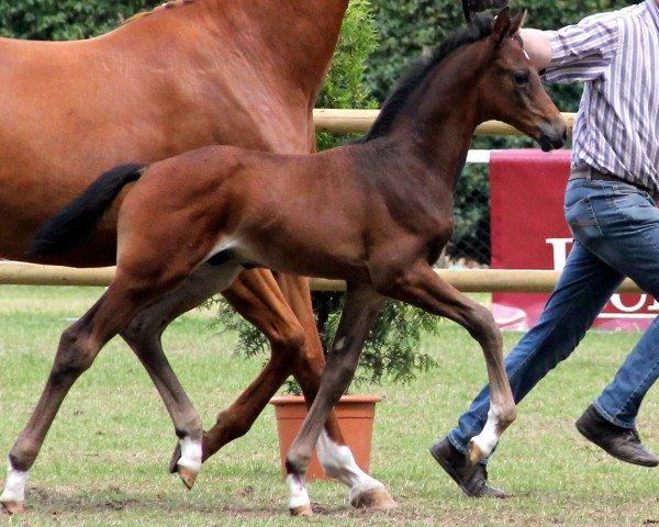 horse Ferdinand (Westphalian, 2012, from Franziskus FRH)