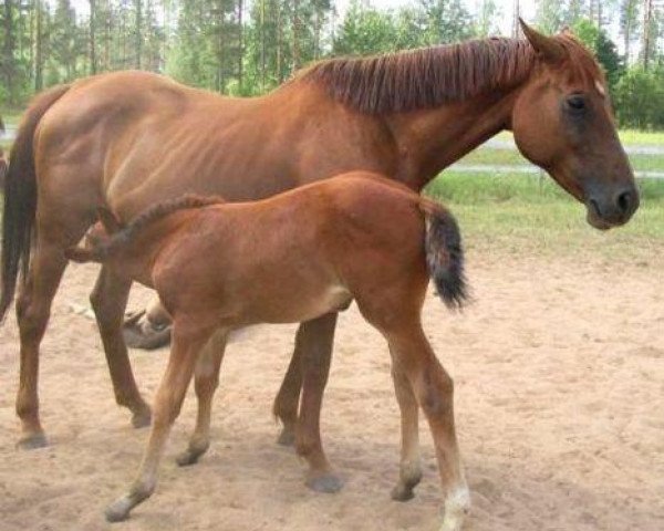 broodmare Urline de Muze (Belgian Warmblood, 1997, from Cash)