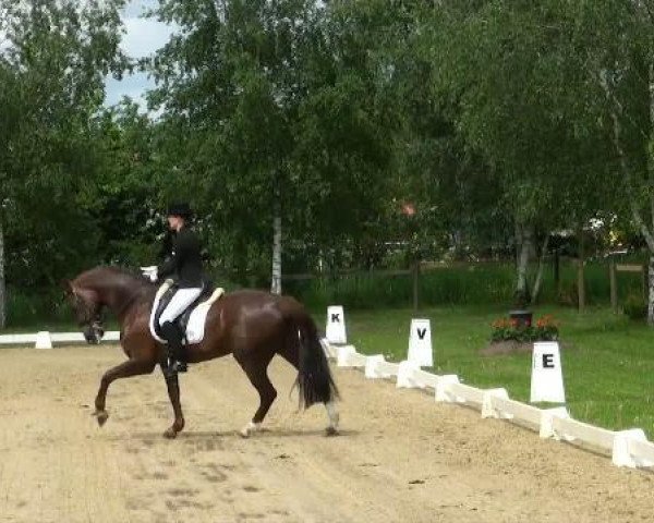 dressage horse Fürstin 59 (Westphalian, 2004, from Fürst Piccolo) dressage horse Fürstin 59 (Westphalian, 2004, from Fürst Piccolo)
