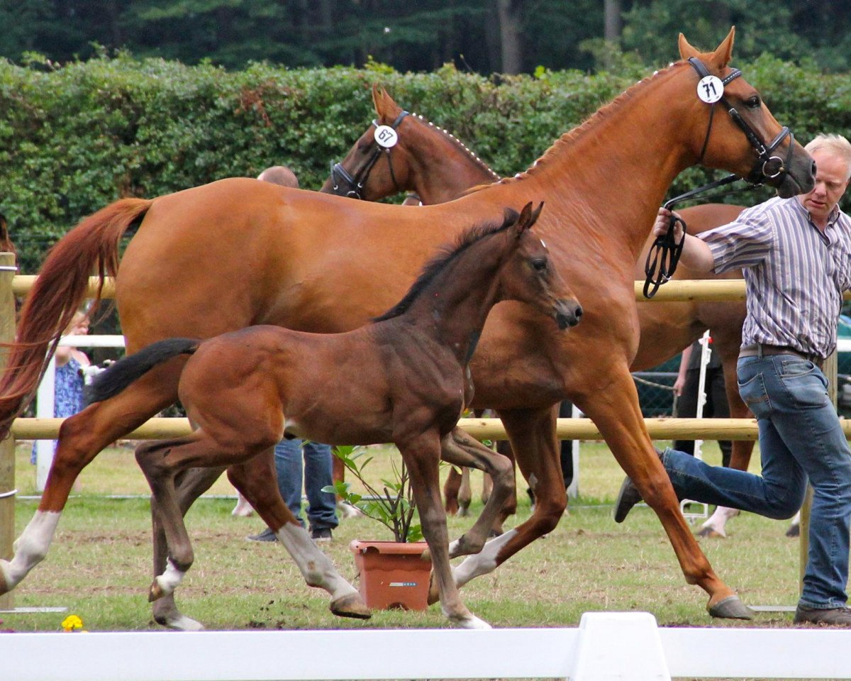 Zuchtstute Querie (Westfale, 2008, von Quaterback)