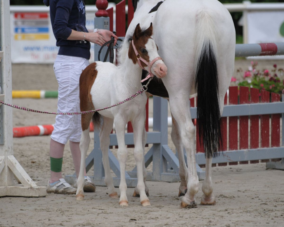 horse JS Kokoschinski (German Riding Pony, 2012, from Jacky Boy)