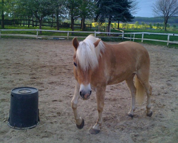 horse Askani (Haflinger, 2007, from Alabaster B)