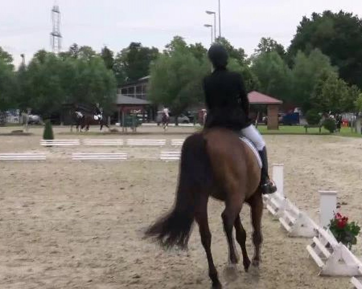dressage horse Rubina 347 (unknown, 2006)