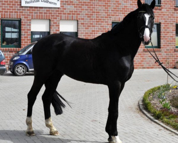 horse Zabiano (Oldenburg, 2006, from Zatinus)