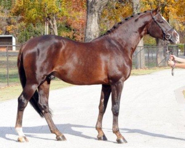 horse Acclaim (American Warmblood, 2003, from Acorado I) horse Acclaim (American Warmblood, 2003, from Acorado I)