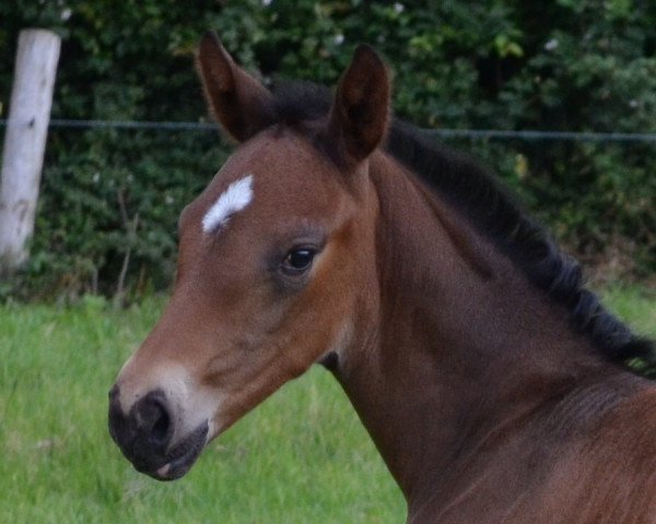 dressage horse Shakira (Westphalian, 2012, from Spirit 370)