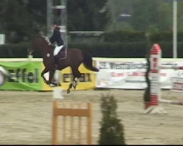 horse Romy 174 (Dutch Harness Horse/Tuigpaard, 1998, from Unitas)