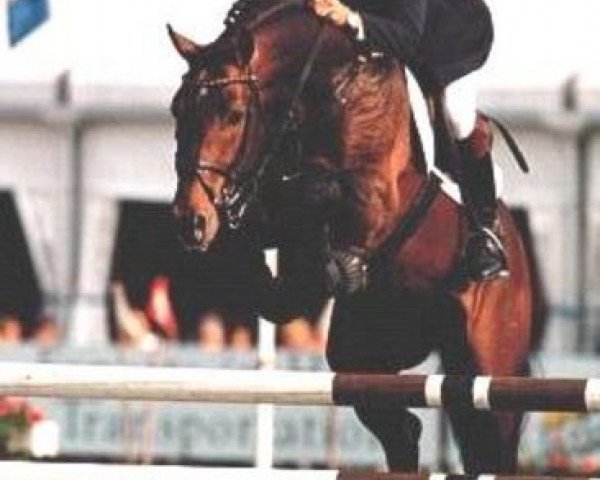 Deckhengst Lord Byron (Holsteiner, 1991, von Lord)