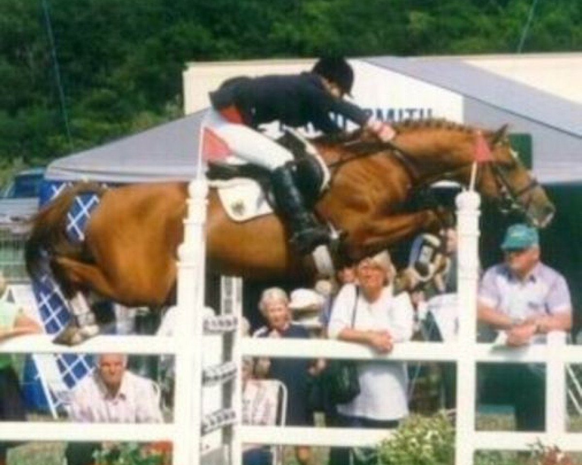 Deckhengst Lombard (Deutsches Reitpony, 1979, von Liverpool)