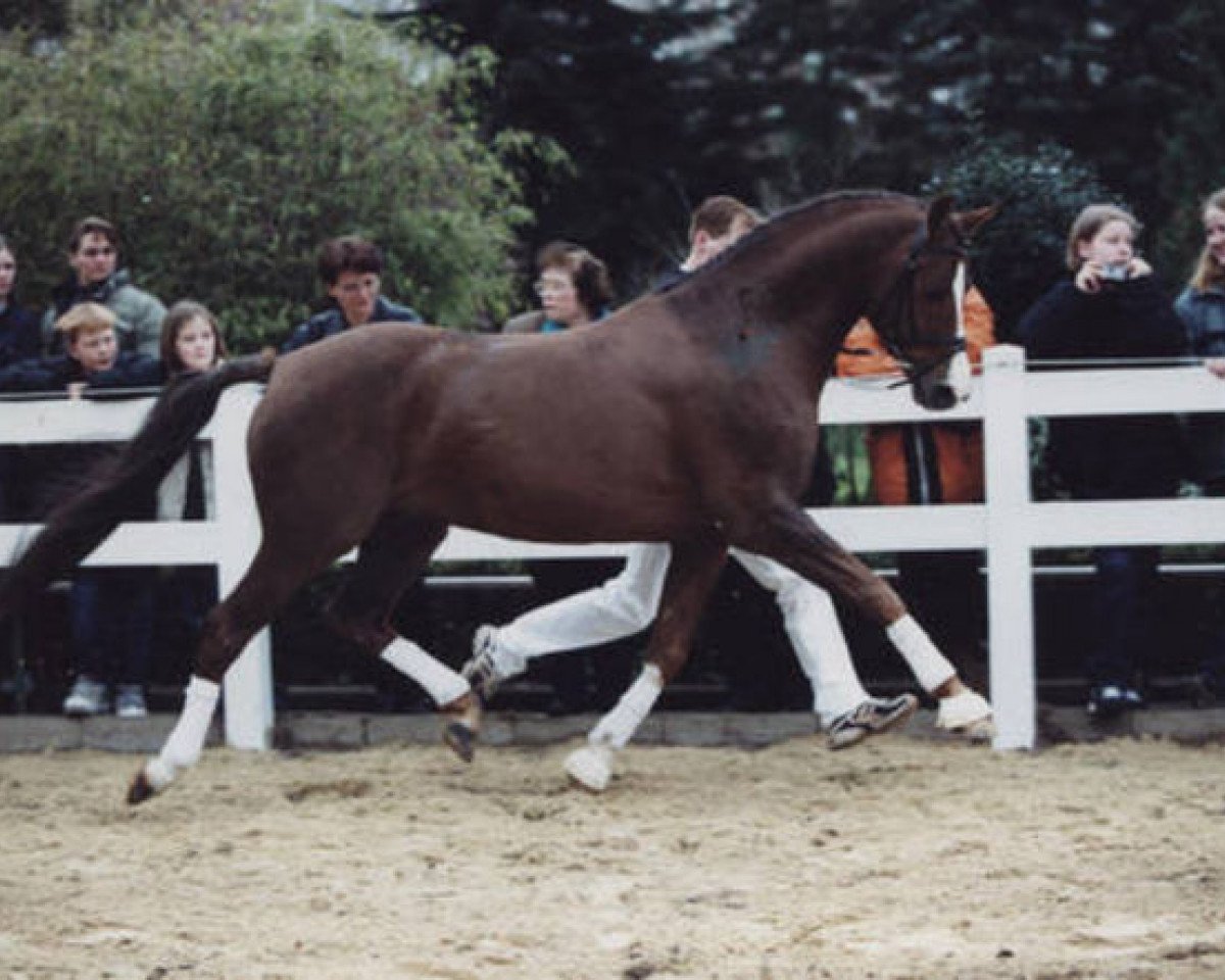 Deckhengst Losander (Deutsches Reitpony, 1983, von Lombard)