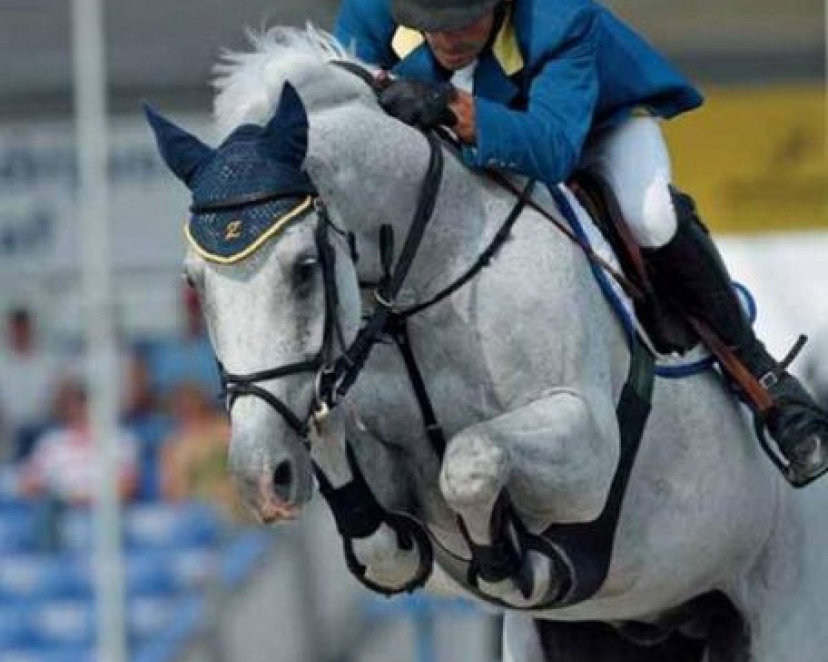 Deckhengst Cassinus (Italienisches Warmblut, 1997, von Cassini I)