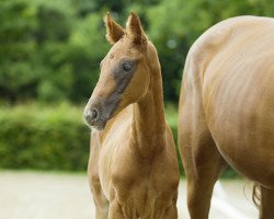 Pferd Quvenzhané Rhy de Cologne (Hannoveraner, 2022, von Quantensprung 3)