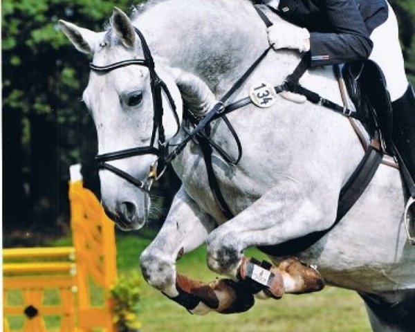 Springpferd Feivel 128 (Hannoveraner, 1999, von Fashion King)