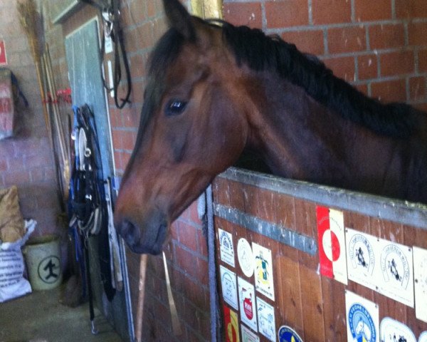 horse Leo's Lolita (Hanoverian, 2006, from Latenight Lightning)