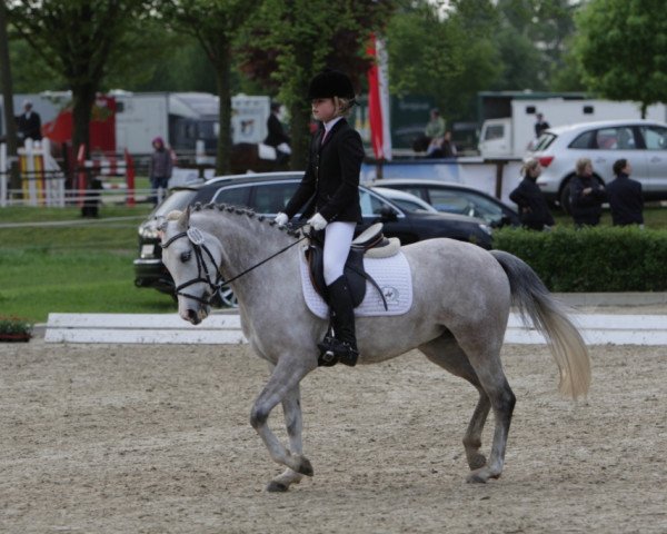 Pferd Ginas Blue Eye (Deutsches Reitpony, 2005)