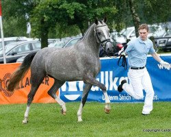 Zuchtstute Dana Dira (Deutsches Reitpony, 2009, von Fs Dr Watson)